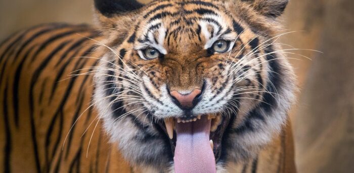 Con hổ mang tượng trưng gì trong 12 con giáp?