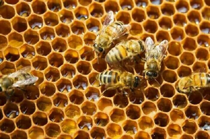 Điềm báo gì khi ngủ mộng thấy tổ ong là gì?
