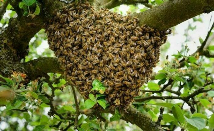 Đánh con gì khi nằm mơ thấy tổ ong cho dễ trúng lớn