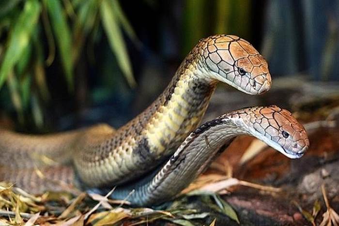 Nhìn thấy rắn bò vào nhà đánh con gì để dễ ăn đậm?